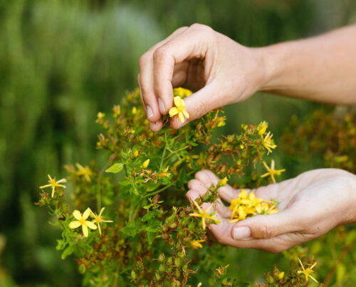 Menstrual Cycle-Tracking & Herbal Medicine
